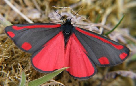 Red and Black butterfly | Beautiful butterflies, Butterfly chrysalis ...