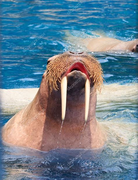 Close up face of walrus with big ivory teeth in deep sea water — Stock Photo © khunaspix #75247595