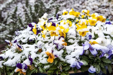 How to Grow and Care for Winter Pansies (Ice Pansies)