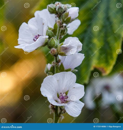 Flower of Althaea Officinalis Stock Photo - Image of early, color ...