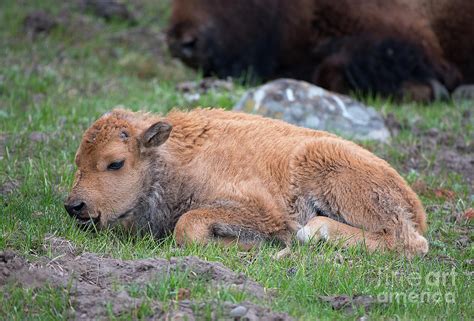 Bison Calf 2 Photograph by Connie Troutman - Pixels