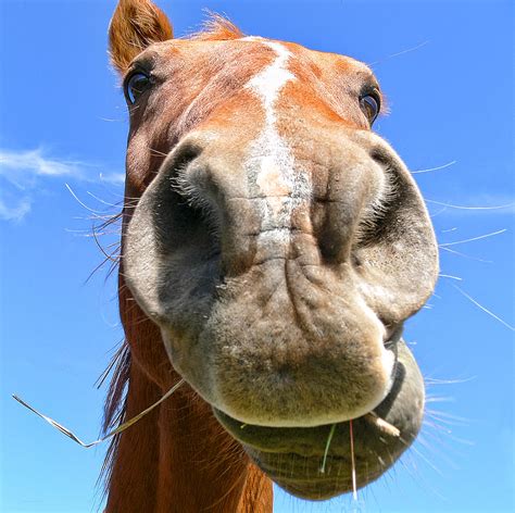 Funny Brown Horse Face Photograph by Jennie Marie Schell - Fine Art America