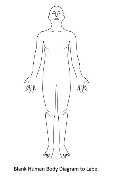 Pulse Points Diagram | Quizlet