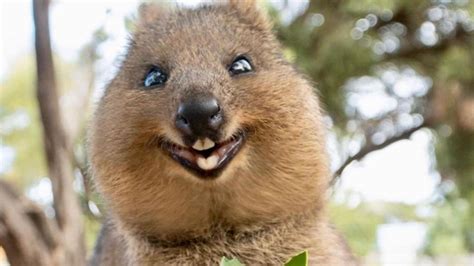 Rottnest Island Quokkas star in new global Tourism Australia campaign Philausophy | The West ...