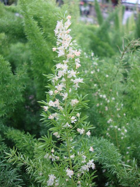 Photo of the bloom of Foxtail Fern (Asparagus densiflorus 'Myers') posted by Paul2032 - Garden.org