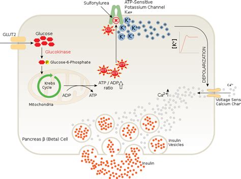 Différence entre l'hexokinase et la glucokinase - 2021 - Nouvelles