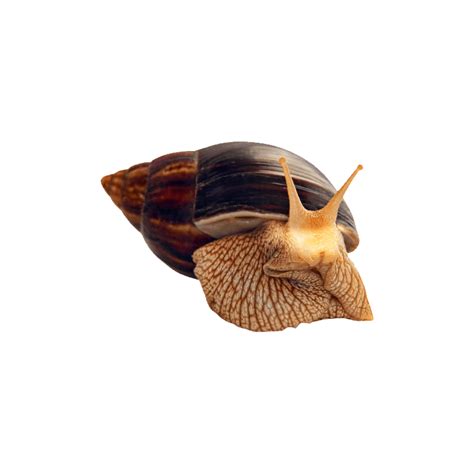Giant African Land Snail PNG Images (Transparent HD Photo Clipart) | Giant african land snails ...