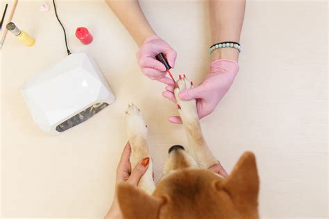 The Best Dog Nail Polish - Dogtime