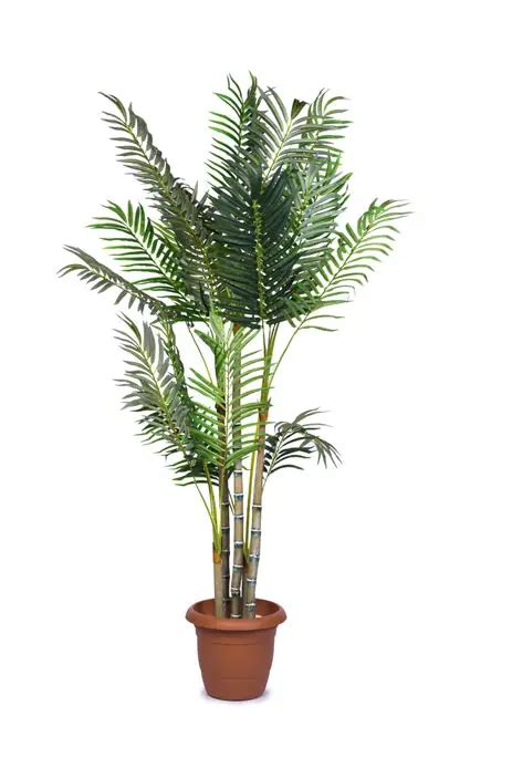 Areca Palm Care: Complete Guide On Growing Areca Palm - Garden Lovers Club