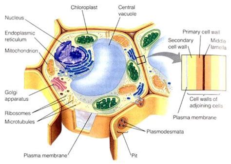 6 Fungsi Dinding Sel pada Tumbuhan - DosenBiologi.com