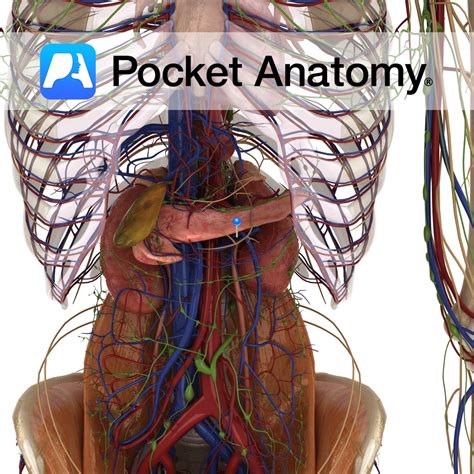 Renal artery - Pocket Anatomy