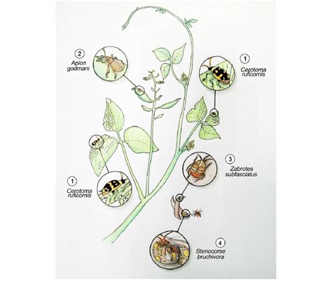 Biological system: insects associated with wild lima bean plants ...