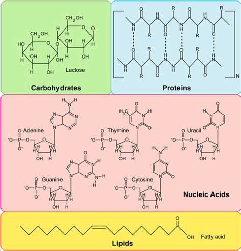 Biology Unit 3: The Molecules of Life Diagram | Quizlet