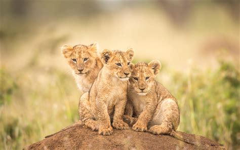 Download wallpapers small lions, wild little cats, small predators ...