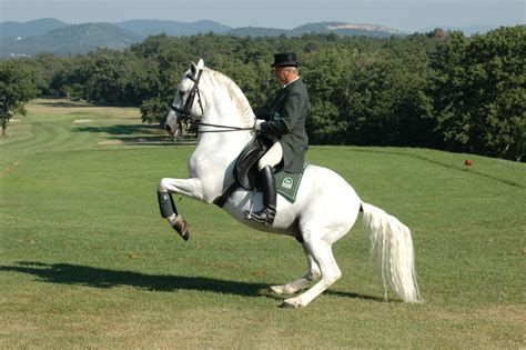 Loving the Lipizzans! Lipica Levade