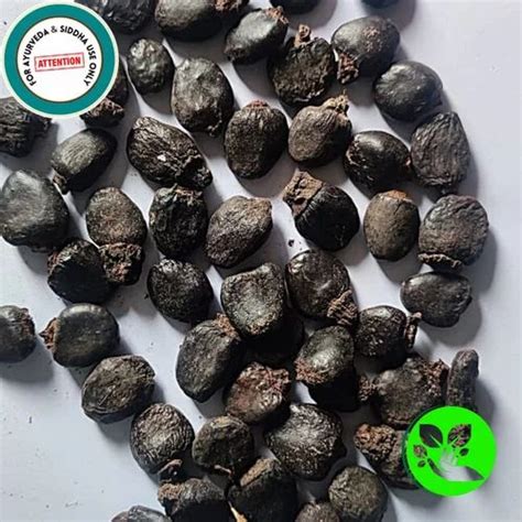 Natural Bhilawa Seeds Semecarpus Anacardium, For As Advised By Ayurveda Doctor, Packaging Size ...