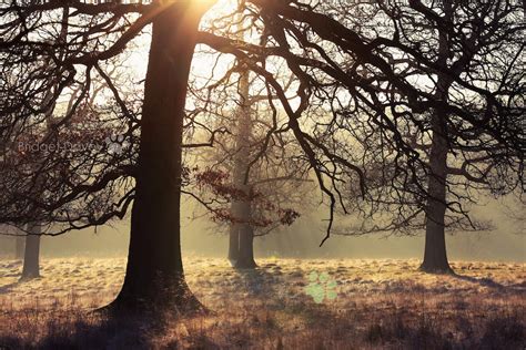 Woburn Abbey Deer Park | Woburn, Bedfordshire | Woburn Abbey… | Flickr