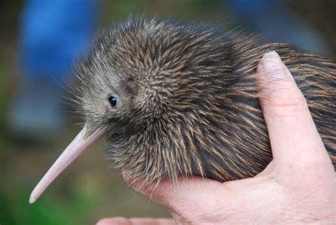 15 Birds With Unbelievable Beaks | Kiwi bird, Kiwi (animal), Bird facts