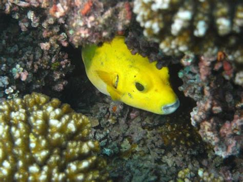 Snorkeling in the Pearl Islands - Panama Casco Viejo