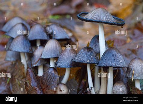 Inky cap mushrooms hi-res stock photography and images - Alamy