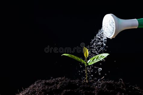 Farmers Are Watering Seedlings Stock Image - Image of environmental, garden: 148481945