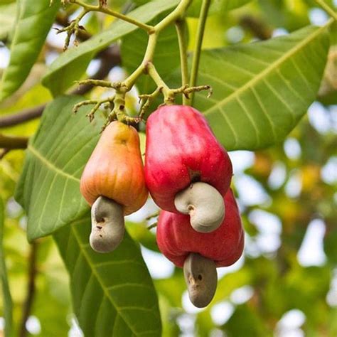 W240 Cashew Plant, For Garden at Rs 22/piece in Nagaon | ID: 24356461188