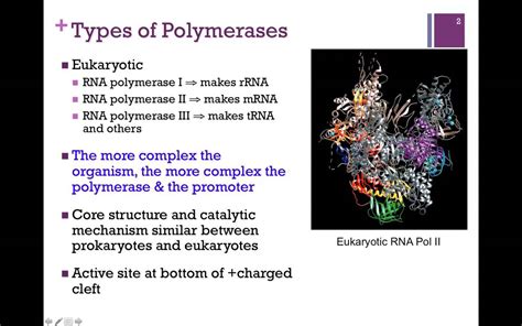 Rna Polymerase Types And Function