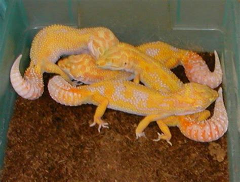 Leopard Gecko Breeding Part 3 | Pairing