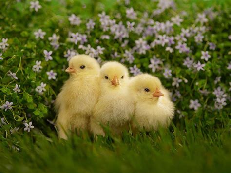 Baby Chicks Easter Wallpapers - Wallpaper Cave