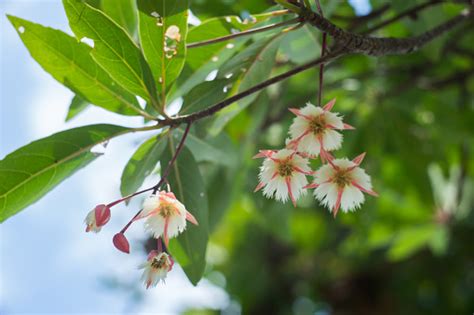 Elaeocarpus Littoralis Flowers Stock Photo - Download Image Now ...