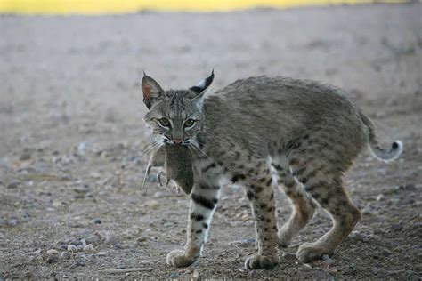 Bobcat Size Comparison: How Big Are Bobcats?