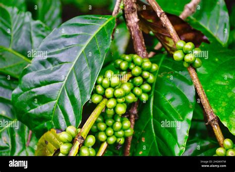 Coffee plant at a plantation in South India Stock Photo - Alamy