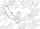 Madagascar Day Gecko Coloring Page  Free Printable Pages For Kids sketch template