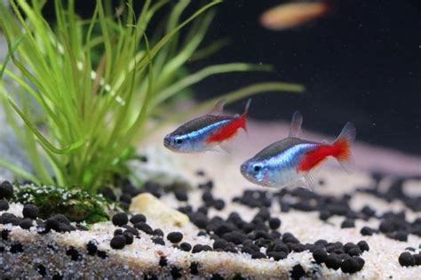 Neon Tetra eggs 101: The What, When & How | AquAnswers