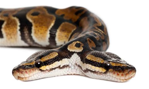 Two-Headed Snakes: What Causes This and How Often Does it Occur? - A-Z ...