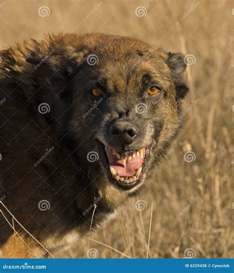 Agressive dog stock photo. Image of teeth, dangerous, biting - 6329438