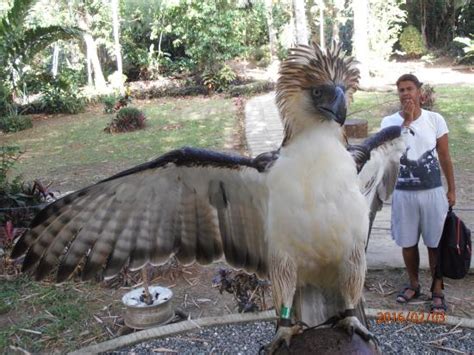 Philippine Eagle Size