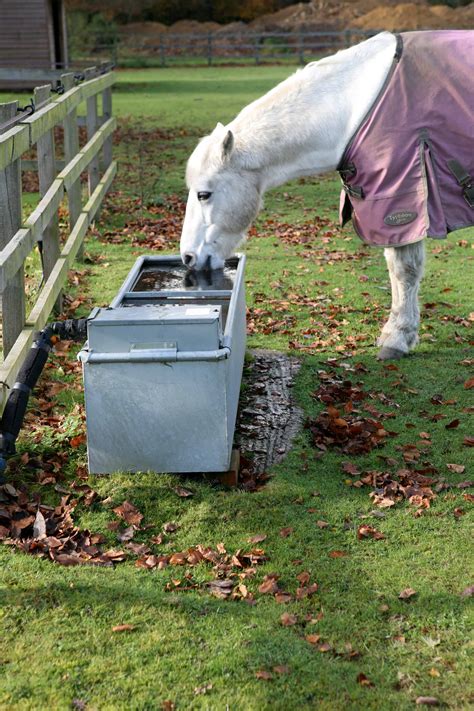 Water - how important is it for your horse? | Pony Magazine