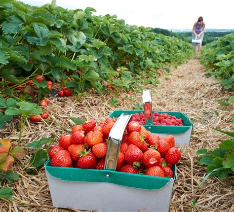 One of the best pick-your-own strawberry farms within the UK - inside.wales