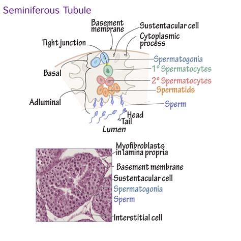 Histology Glossary: Histology - Seminiferous Tubule | Draw It to Know It