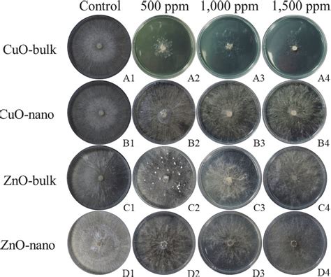 Rhizoctonia solani at 4 d after inoculation on unamended (control ...