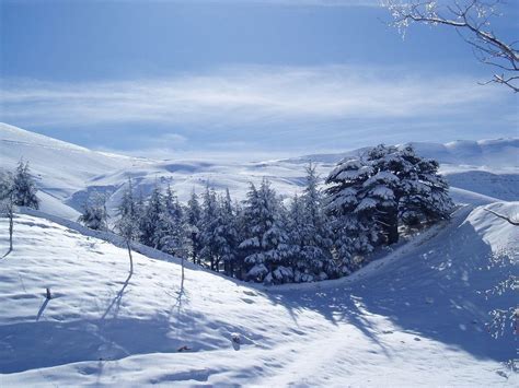 Cedars of Lebanon, The Cedars of God | Amusing Planet