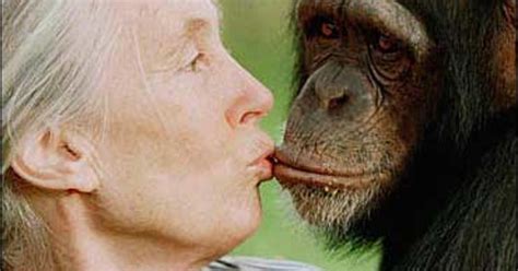 'Jane Goodall's Wild Chimpanzees' - CBS News