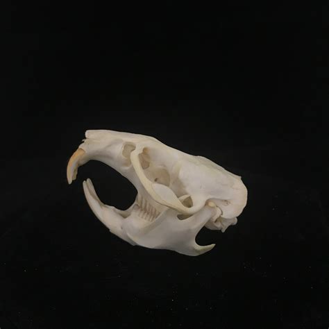 Muskrat skull, real bone, available for purchase at natur.