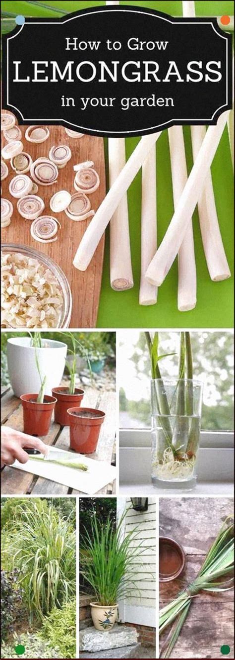 Grow Your Own Lemongrass in 2020 | Plants, Edible garden, Indoor herb garden