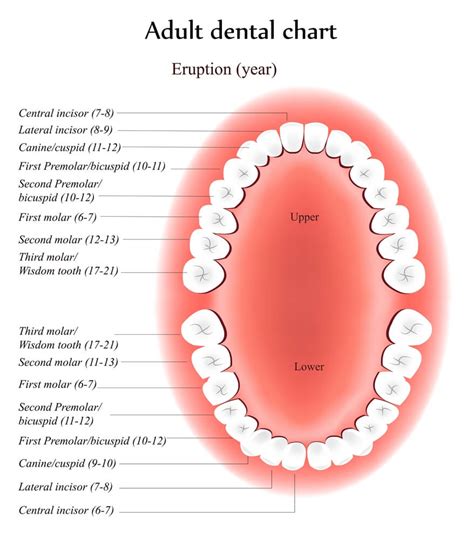 Numbered Diagram Of Teeth