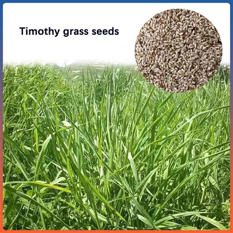 Timothy Grass Seed