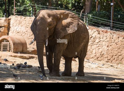 Visit to Safari Ramat Gan, Israel Stock Photo - Alamy