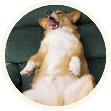 Sticker Maker - Funny corgi