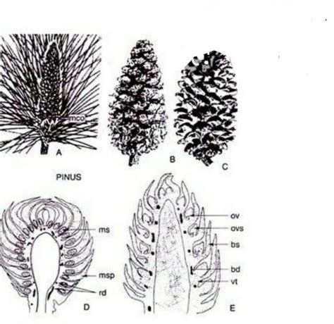 Pinus Male Cone Diagram